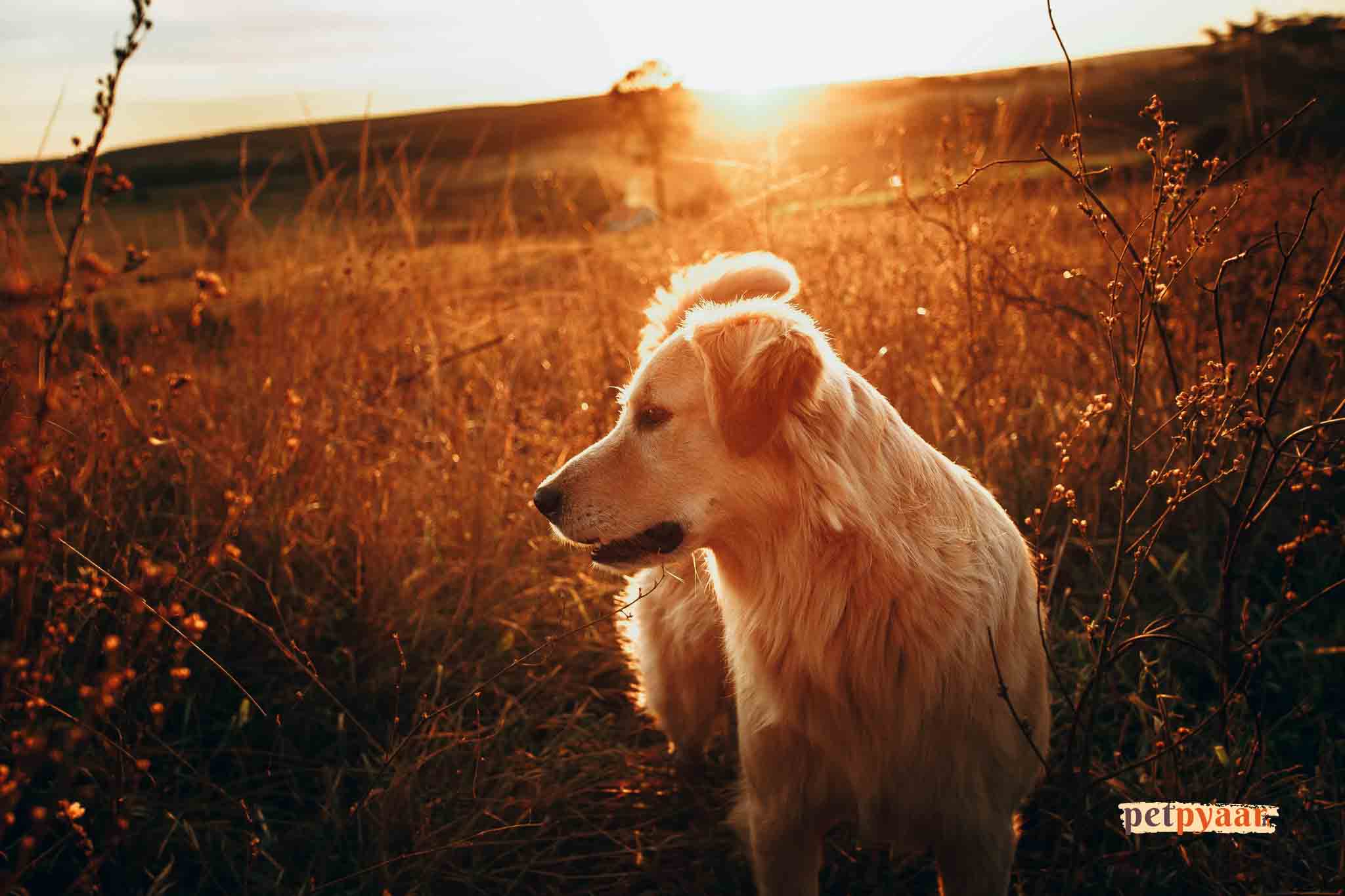 "Debunking Golden Retriever Care Myths in India: Common Misconceptions and Climate Considerations"